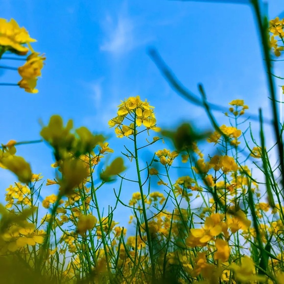 Meet your Posher, Rox - Picture 1 of 1